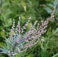 Bild 2 von Artemisia Annua (Einjähriger Beifuß)-Extrakt